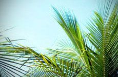 Lançamento Verão