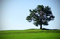 NGA - Núcleo de Gerenciamento Ambiental